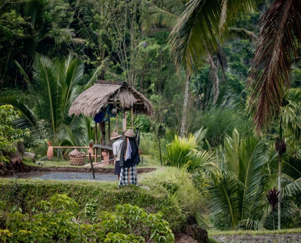 rice fields and terraces in bali farmer