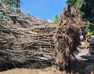 Info Bali Fallen Tree