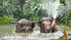 Bali Zoo to Discontinue Elephant Riding Attractions in Early 2026