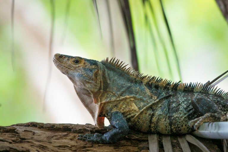 wildlife, Black Ctenosaur in Costa Rica